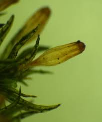 Attēlu rezultāti vaicājumam “Orthotrichum patens”