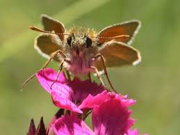Attēlu rezultāti vaicājumam “Thymelicus sylvestris underside”