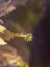 Attēlu rezultāti vaicājumam “Aulacomnium androgynum”