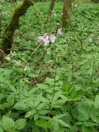 Attēlu rezultāti vaicājumam “Cardamine bulbifera”