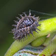 Attēlu rezultāti vaicājumam “Chilocorus renipustulatus”