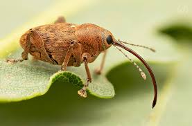 Attēlu rezultāti vaicājumam “Curculio venosus”