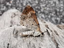 Attēlu rezultāti vaicājumam “Xanthorhoe spadicearia”