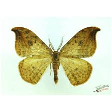 Attēlu rezultāti vaicājumam “Griposia aprilina”