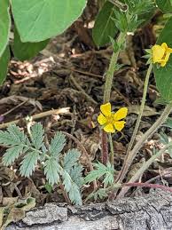 Attēlu rezultāti vaicājumam “Crepis tectorum fruit”