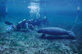 Image result for Blue Water Diving