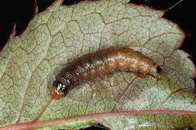 Attēlu rezultāti vaicājumam “Celaena leucostigma”