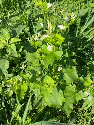 Attēlu rezultāti vaicājumam “Fagopyrum esculentum”