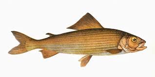 Image result for Thymallus thymallus