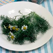 Image result for Matricaria recutita (chamomilla)