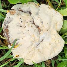 Attēlu rezultāti vaicājumam “Hypomyces chrysospermus”