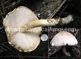 Image result for macrocybe titans