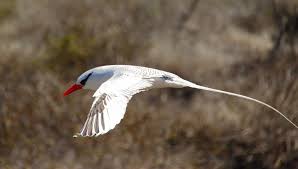 Image result for Phaethon aethereus