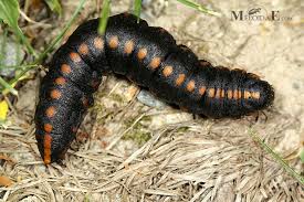 Attēlu rezultāti vaicājumam “Cucullia lucifuga larva”