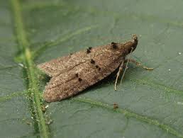 Attēlu rezultāti vaicājumam “Luquetia lobella”