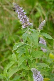 Attēlu rezultāti vaicājumam “Mentha longifolia”