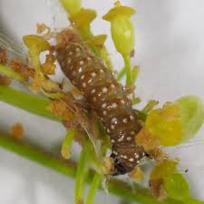 Attēlu rezultāti vaicājumam “Depressaria depressana”