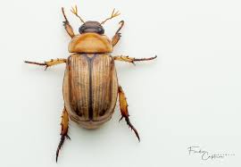 Attēlu rezultāti vaicājumam “Scarabaeidae”