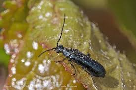 Attēlu rezultāti vaicājumam “Dasytes caeruleus”