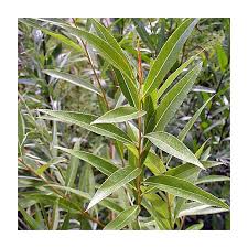 Attēlu rezultāti vaicājumam “Salix alba var. vitellina”