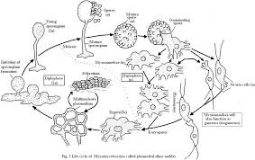 Attēlu rezultāti vaicājumam “Physarum penetrale spores”
