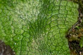 Attēlu rezultāti vaicājumam “Conocephalum salebrosum”