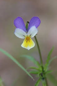Attēlu rezultāti vaicājumam “Viola tricolor subsp. curtisii flower”