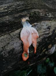 Attēlu rezultāti vaicājumam “Lycogala cf. fossiculatum young”