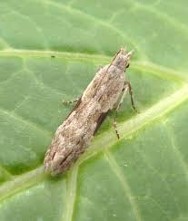 Attēlu rezultāti vaicājumam “Hypatima rhomboidella”