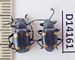 Attēlu rezultāti vaicājumam “Endomychidae”