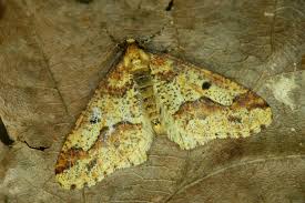 Attēlu rezultāti vaicājumam “Erannis defoliaria”