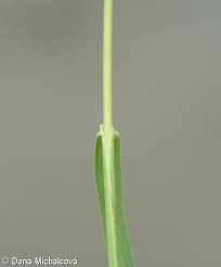 Attēlu rezultāti vaicājumam “Puccinellia distans”