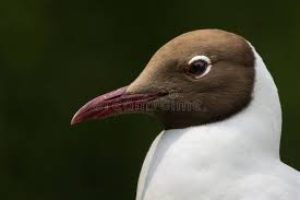 Image result for Chroicocephalus ridibundus