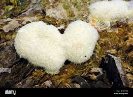 Attēlu rezultāti vaicājumam “Fuligo septica var. candida plasmodium”