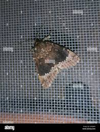 Attēlu rezultāti vaicājumam “Amphipyra perflua”