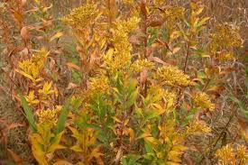 Attēlu rezultāti vaicājumam “Solidago canadensis leaf”