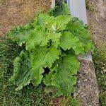 Attēlu rezultāti vaicājumam “Arctium tomentosum fruit”