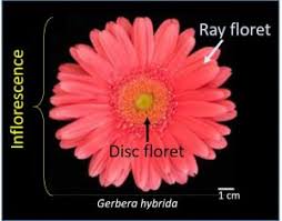 Attēlu rezultāti vaicājumam “Asteraceae”