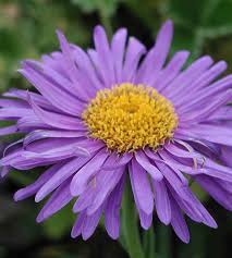 Image result for Aster alpinus