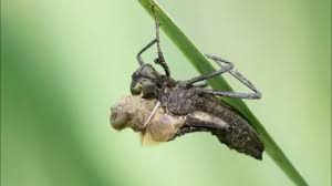 Attēlu rezultāti vaicājumam “Libellula quadrimaculata larva”