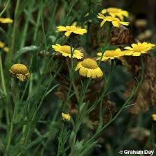 Image result for Chrysanthemum segetum