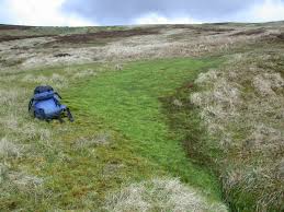 Attēlu rezultāti vaicājumam “Pseudobryum cinclidioides”