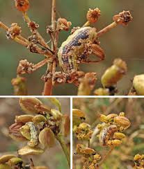 Attēlu rezultāti vaicājumam “Syrphus sp. larva”