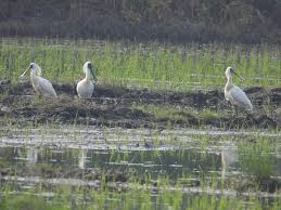 Resultado de imagen para Yeonpyeong