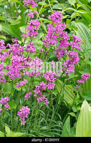 Attēlu rezultāti vaicājumam “Silene viscaria fruit”