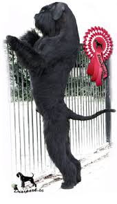 Image result for Drax Cc