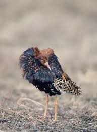 Attēlu rezultāti vaicājumam “Philomachus pugnax”