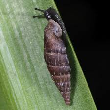 Attēlu rezultāti vaicājumam “Clausiliidae”