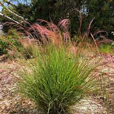 Attēlu rezultāti vaicājumam “Enteridium liceoides sessile”