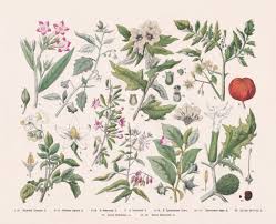 Attēlu rezultāti vaicājumam “Nicotiana tabacum fruit”